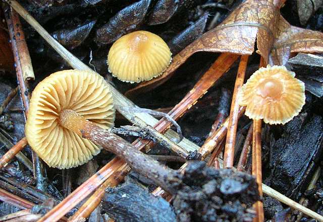 Galerina spec. Cod.: DSCN 2611